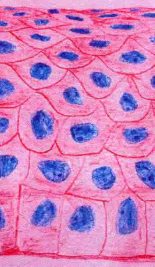 Stratified squamous epithelium